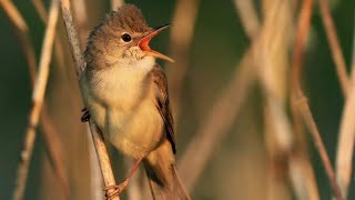 kicauan tembakan marsh warbler terlengkap terpanjang