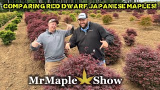 Comparing Red Dwarf Japanese Maples! Specimen Sizes! | MrMaple.com Saturday Showcase