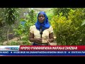 Kipepeo Mvuto Wa Mapenzi 