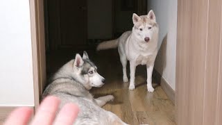 The reason why the husky can't come close to me