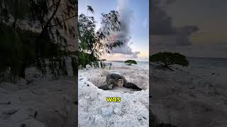 Why Is The First Journey A Sea Turtle Takes So Dangerous…? 😳 #wildlife #shorts