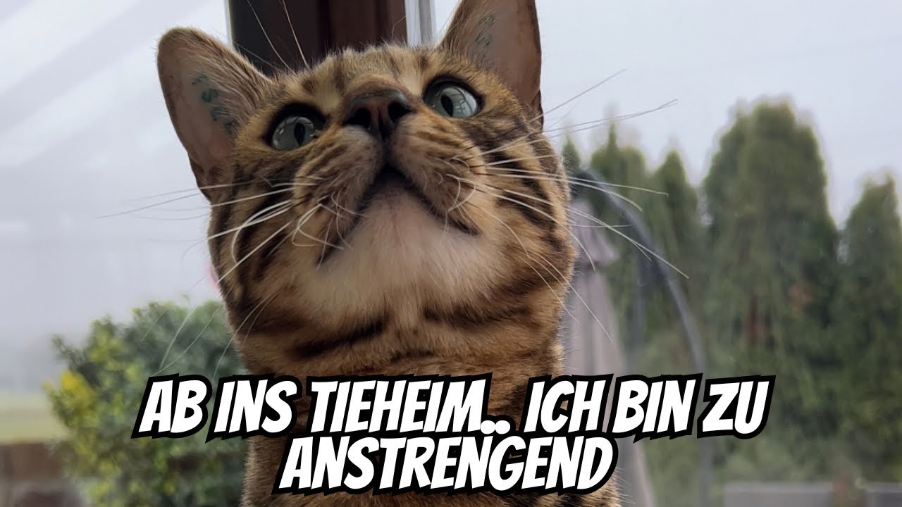 Bengal Katzen werden oft wieder verkauft oder im Tierheim abgegeben.. ￼