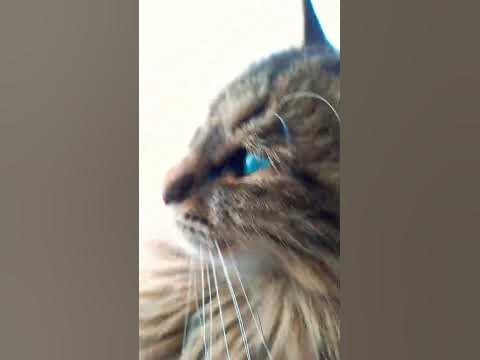 #кошка🐱 - YouTube