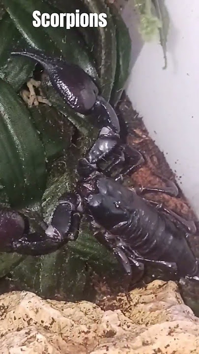 #scorpion #skorpions #scorpione #invertebrates #venomous #venomouscreatures #arachnid #venom #8legs