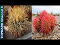 20 Variedades increíbles de Ferocactus