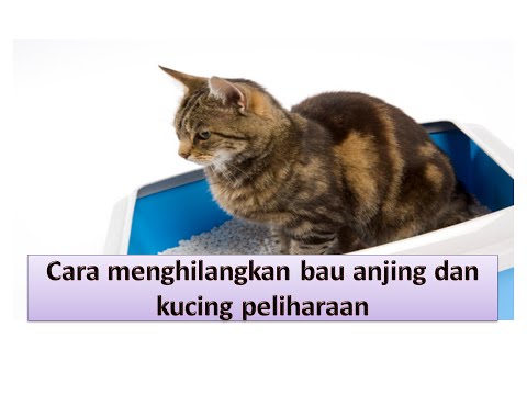 Video: Neomycin Sulfate - Daftar Obat Dan Resep Hewan Peliharaan, Anjing Dan Kucing