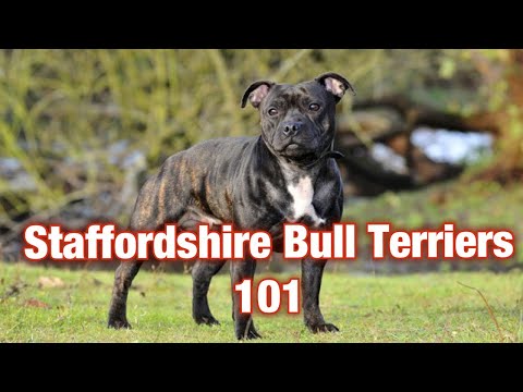 Video: Jaké jsou standardy Staffordshire Bull Terriers na výstavě?