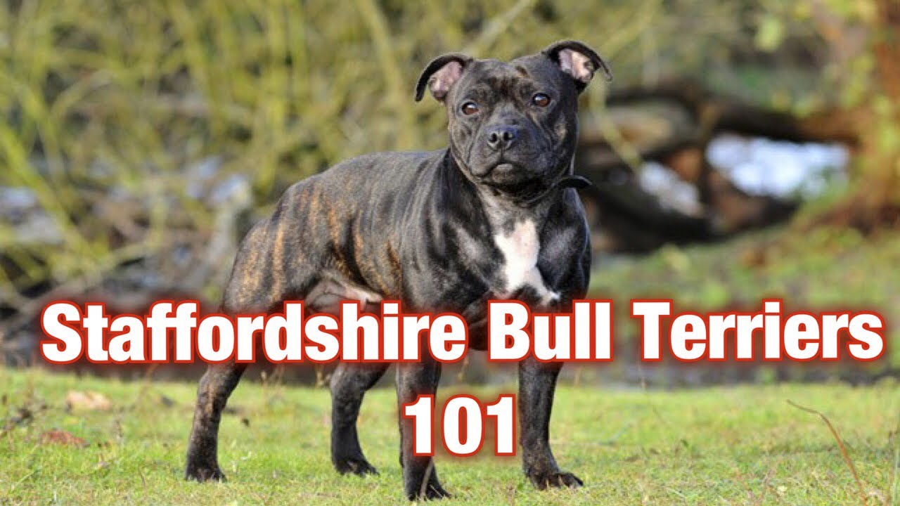 staffordshire bull terrier 101