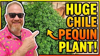 Huge Chile Pequin Plant 🪴