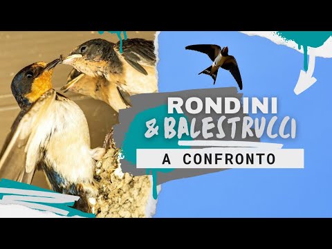 Video: Confronto tra rondini e rondoni: somiglianze e differenze