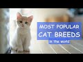 TOP 50 Most Popular CAT BREEDS In The World / balinese cat, korat cat, turkish angora cat...