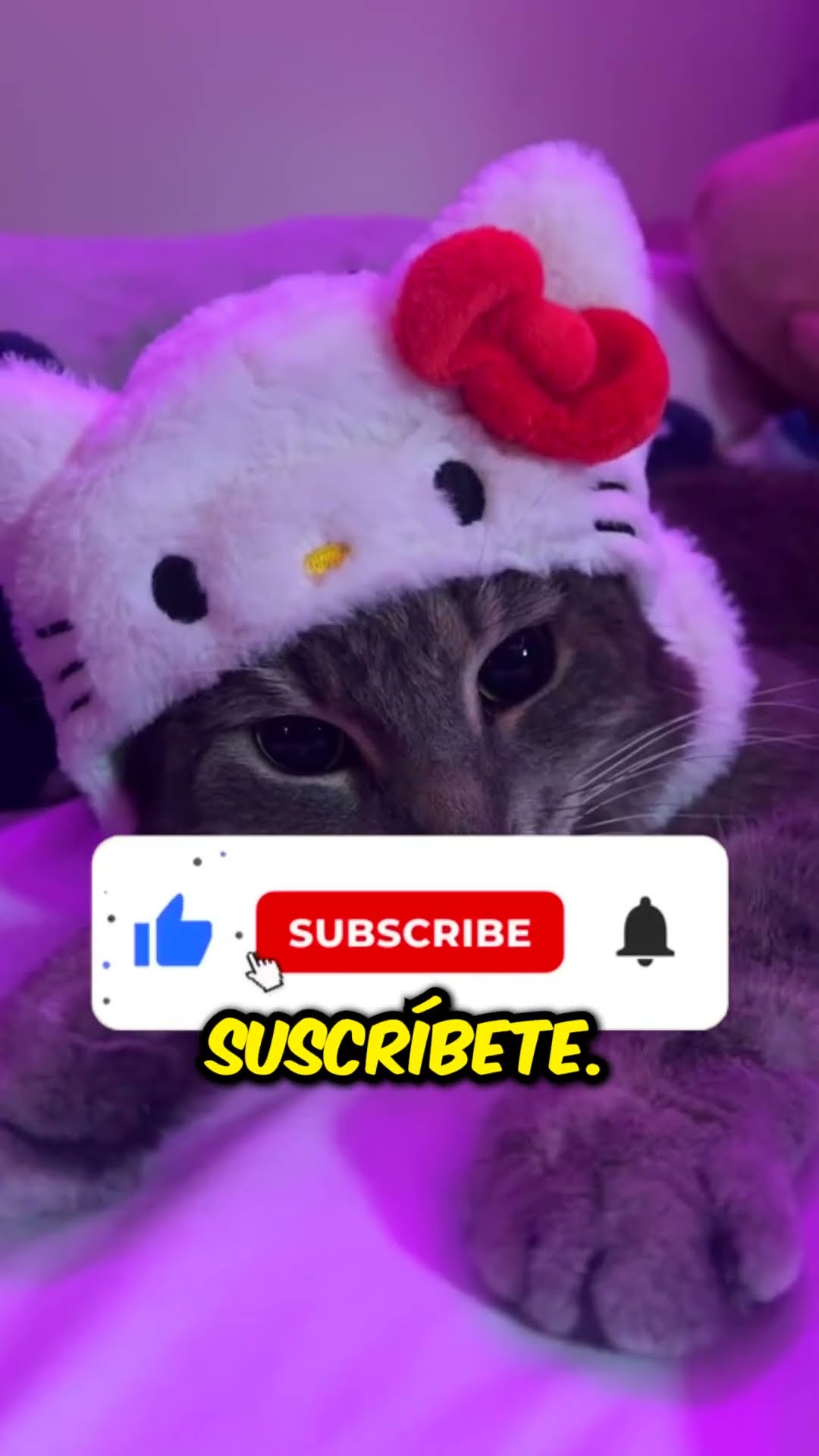 Nunca le pongas esta máscara a tu gato... ¡Aquí está el porqué! ?