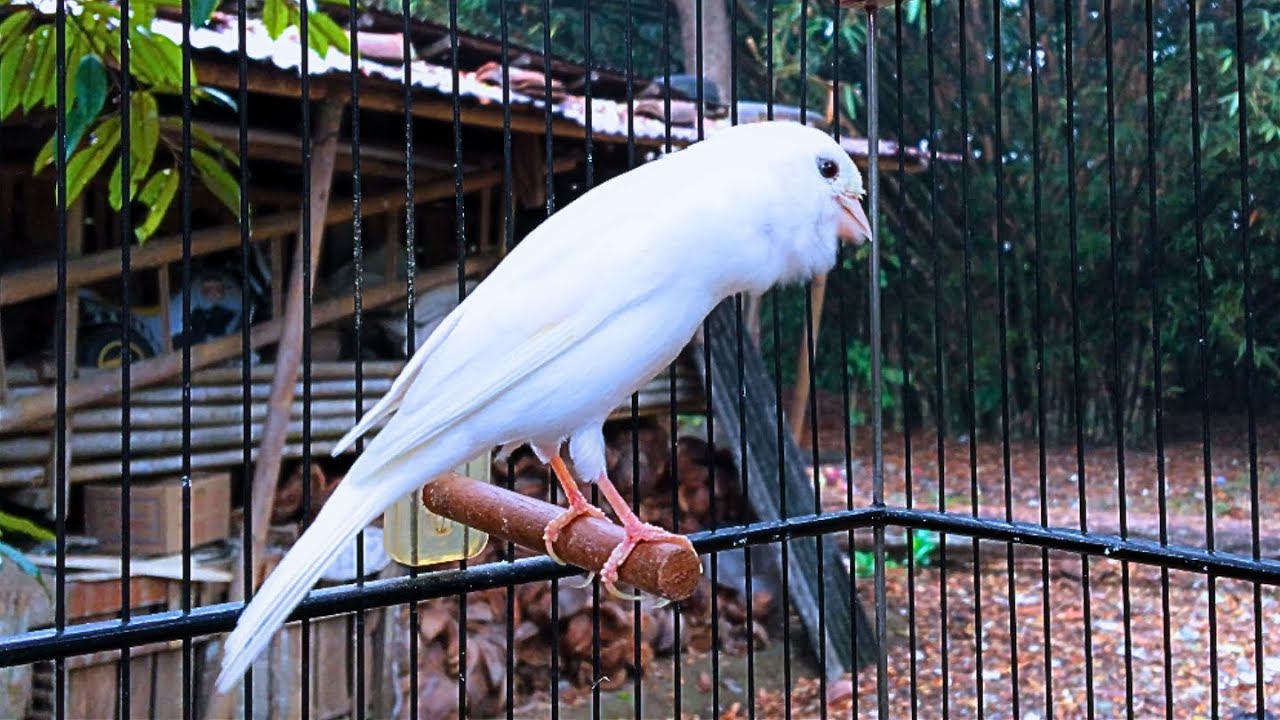 Canary Singing Video - The Best Belgian Canary Training Song