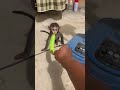 Monkey banana in real life - Baby Monkey Animal