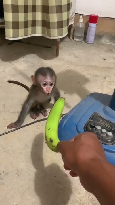 Baby Monkey Animal Youtube