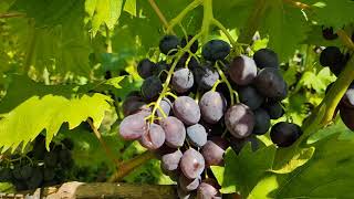 Виноград Брависимо. Первое плодоношение и треск. Урожай 2021