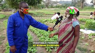 AYEKOO:  Vegetable Farming In Ghana