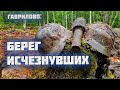 85 солдат с забытого поля боя/Раскопки Второй Мировой войны