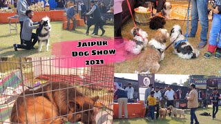 Dog Market Jaipur Rajasthan | BDB KhatuShyamji | 8302451010/8005931945 by BDB Brother's Dog Bazaar 338 views 2 years ago 3 minutes, 56 seconds