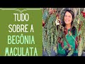 Como cuidar e como fazer muda de Begônia Maculata