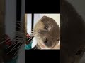Pampered Otter and Jealous Otter #Shorts
