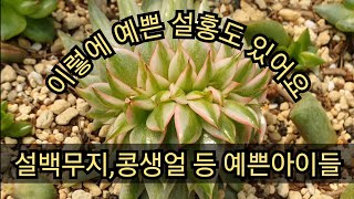 10월 11일 설백무지,설홍,콩생얼 등 다양하게 보여드려요^^ #다육 #다육식물 #다육이 #다육이키우기 #다육이금 #금다육 #금다육이 #마리아금