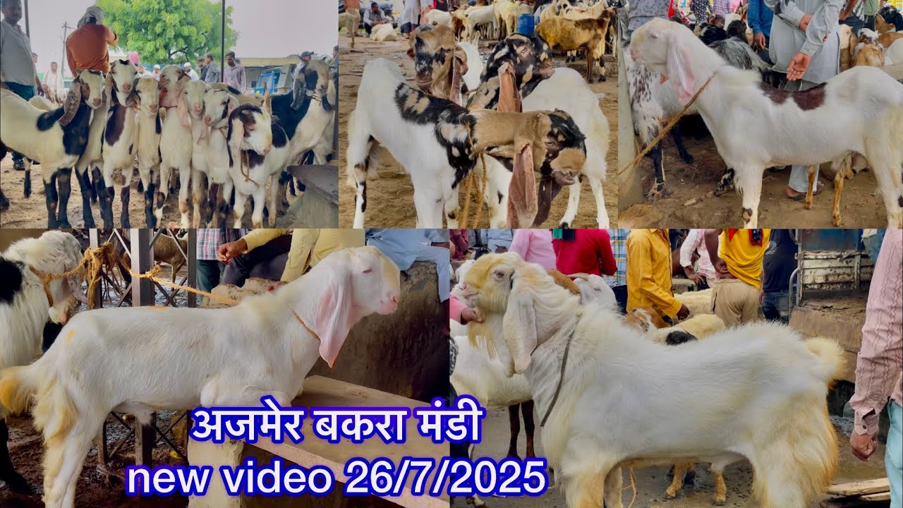 ajmer bakra mandi ki new video 26/7/2025 #ajmerbakramandi #ajmergoatmatket #rajasthanbakramandi