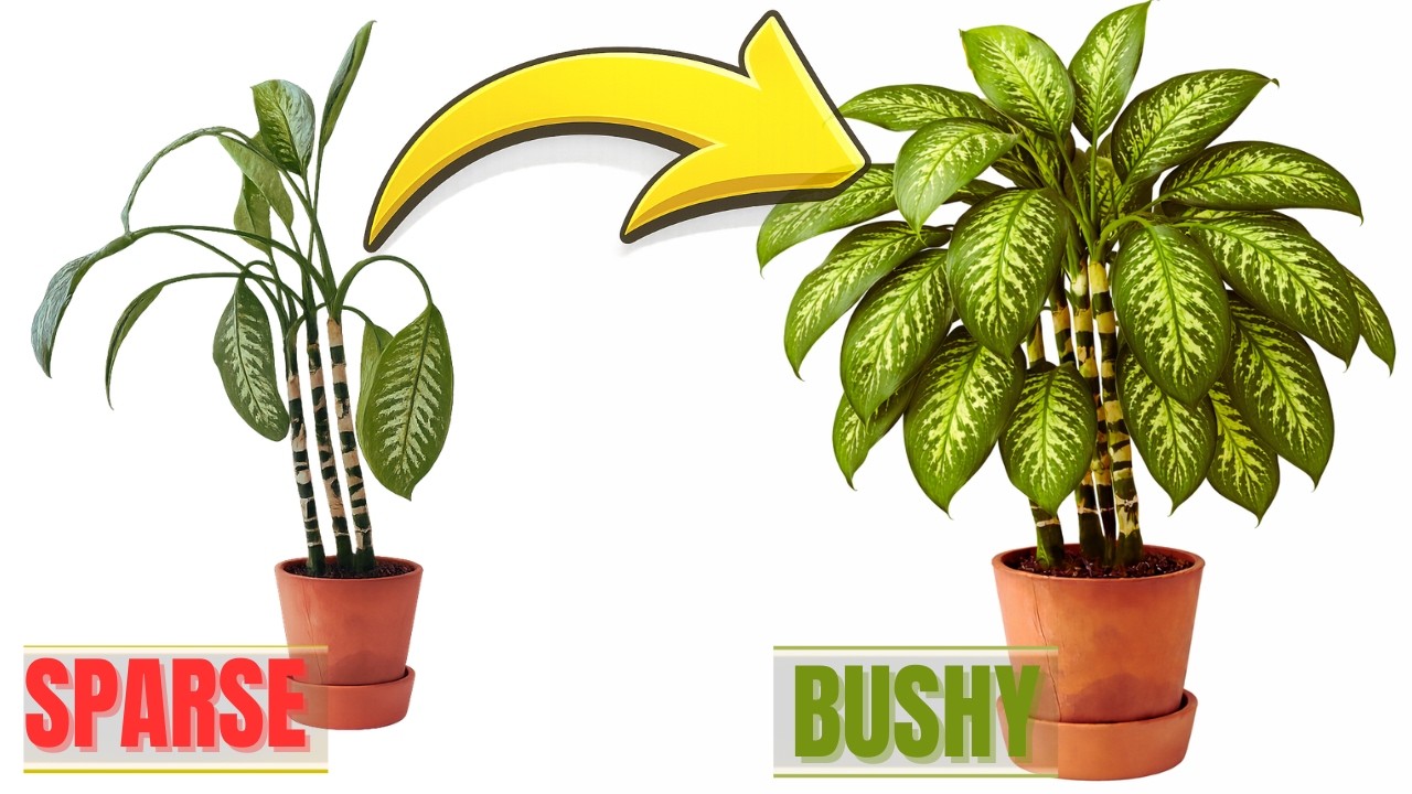 I Rescued My Rotting DieffenbachiaHere's What I Found