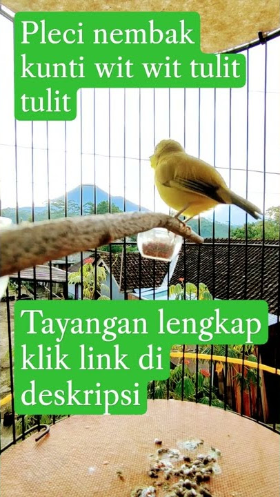 pleci nembak kunti || wit wit tulit tulit #shorts #masteran