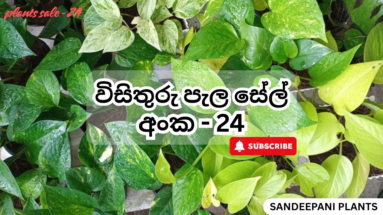 Plants Sale No.24 - එන්න පෝතොස් පැල එක්ක විසිතුරු පැල සේල් අංක 24 බලන්න |  February 27 Video