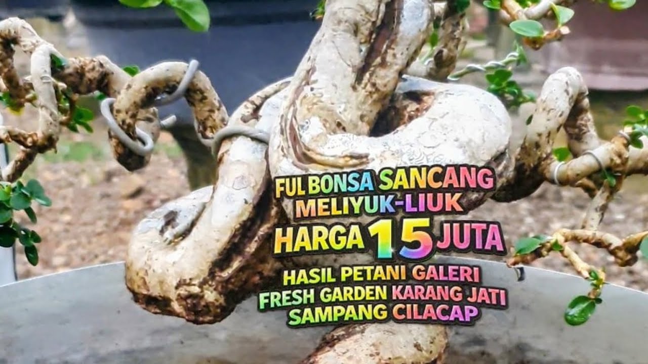 FULL 1,5 JT  BONSAI SANCANG MELIYUK HASIL KARYA [ GALERI FRESH GARDEN KARANG JATI SAMPANGCILACAP ] 