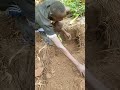 Young Boy Planting Coffee in African Village ☕🌱