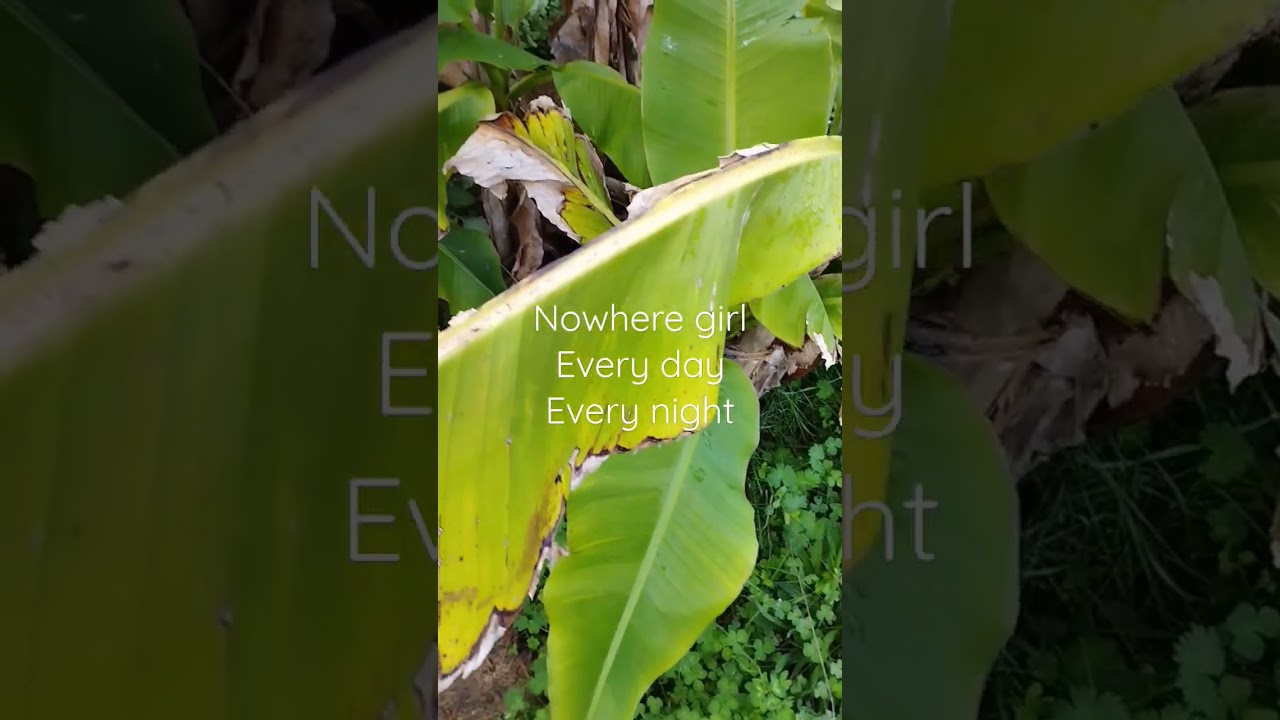 нигде - B Movie - Nowhere Girl (1982)