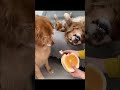 Please share the joy with your friends.  #animals  #funny  #pets