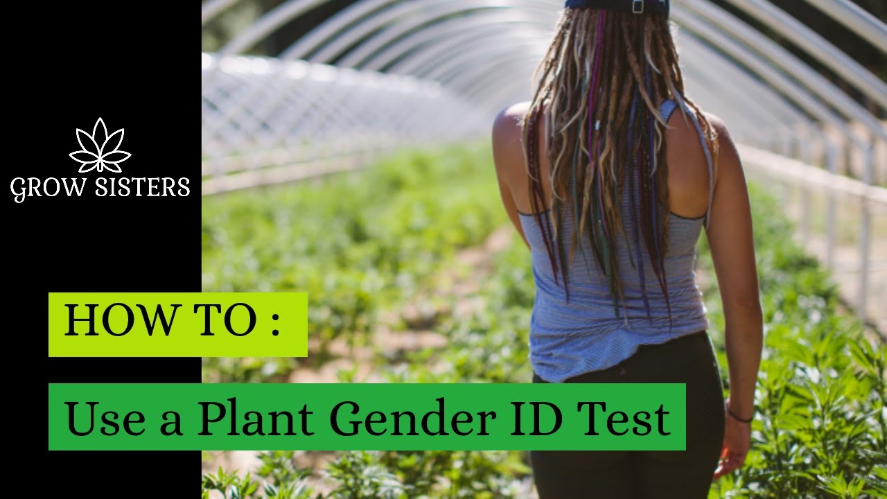 Grow Sisters Media, Grow Your Own Cannabis & Hemp, Plant Gender ID Test by LeafWorks DNA