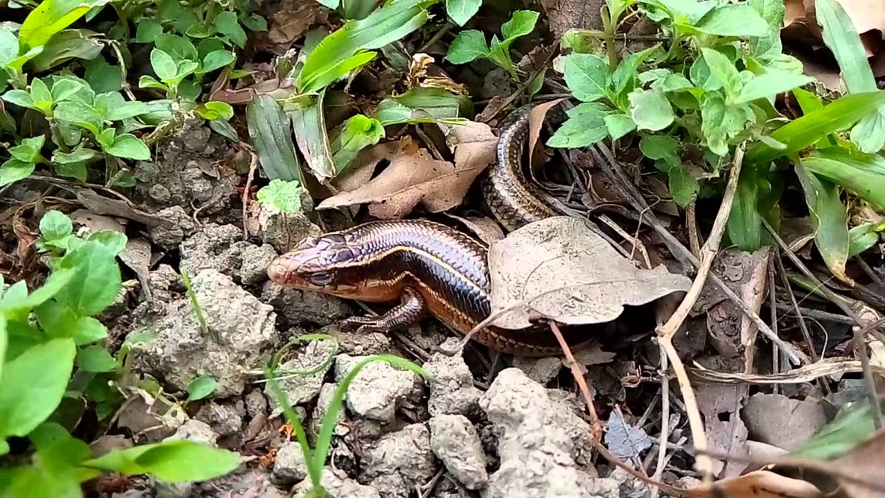 長尾南蜥 學名：Mabuya longicaudata(四腳蛇，石龍子)   台北松山機場民權公園旁的行道樹下