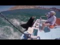 Feeding "Pancho" the sea lion in Cabo San Lucas...GoPro Hero 4 Silver