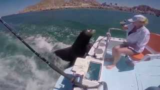 Feeding 'Pancho' the sea lion in Cabo San Lucas...GoPro Hero 4 Silver