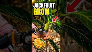 Jackfruit Tree From Cutting in Just 30 Days! 🌱 #shorts #gardening #jackfruit