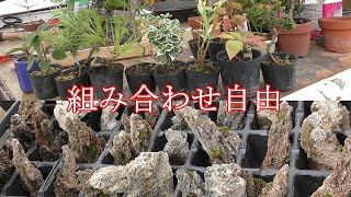 Various types of stone bonsai - YouTube