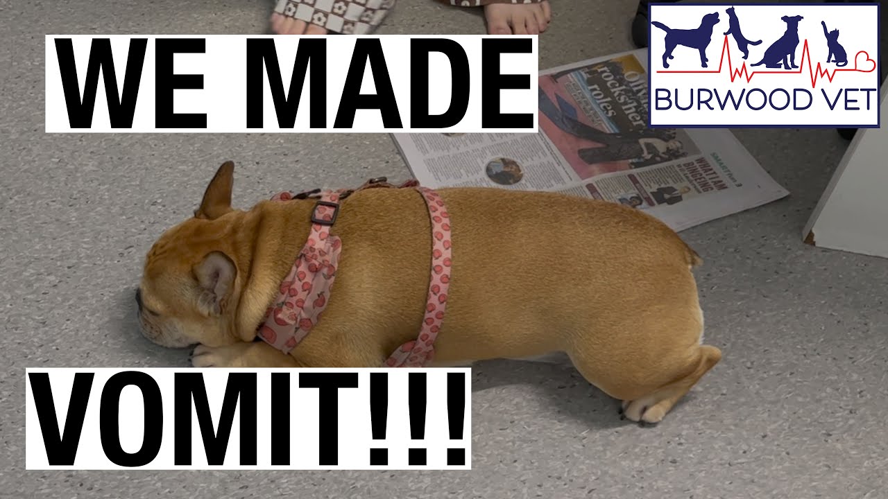 Making a dog vomit because it ate something it shouldn't! at Burwood