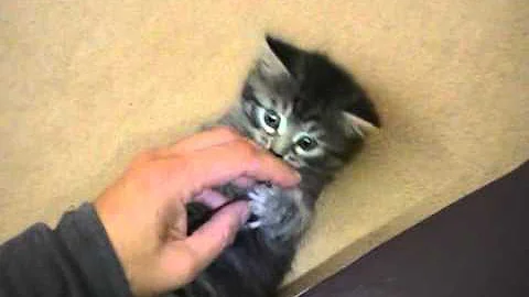 Watch the video about Siberian kitten 5 weeks old
