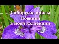 Идеальные цветы без заморочек! Ирисы сибирские - мои новые сорта, посадка и уход