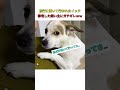 旅行に置いて行かれたイッヌ帰宅した飼い主にガチギレww #youtubeshorts #おすすめ #shorts