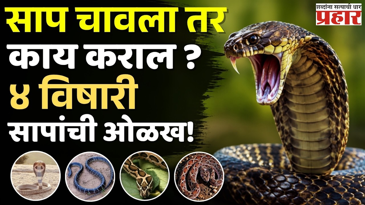 Snake Safety Tips | नाग, मण्यार, घोणस की फुरसे? 4 विषारी सापांची ओळख आणि सर्पदंशाची माहिती
