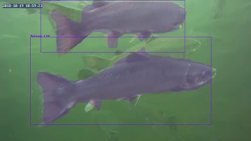 Mask RCNN Salmon Detection