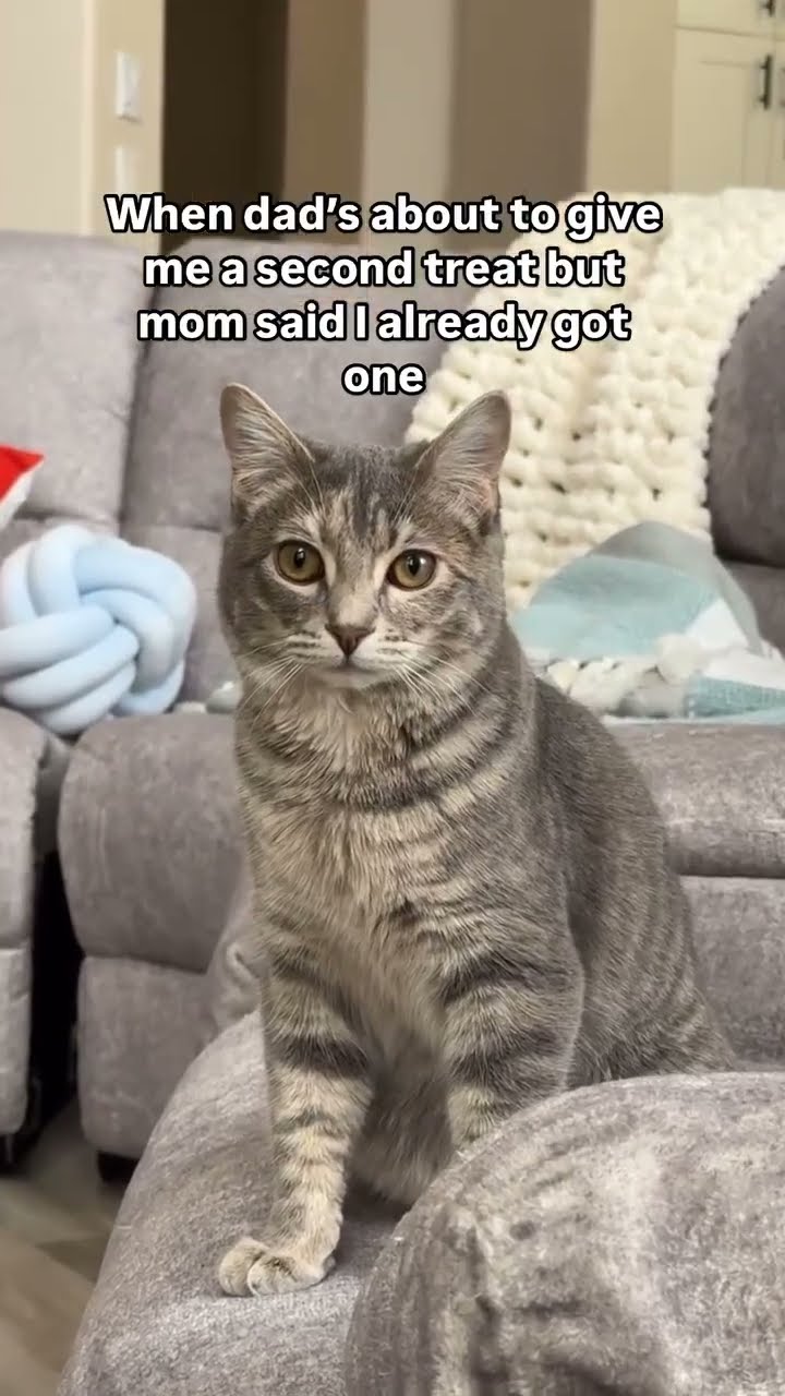 GIVE ME MY TREAT