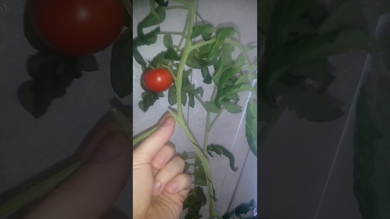 Томаты Спрут Отзывы Фото