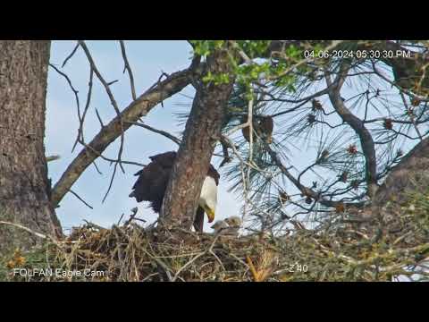 KM-16 Sample Clip — FOLFAN Nest Cam