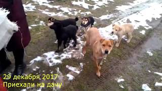 Кормим Бездомных Собак на даче! Щенки дворняжки Кормим Бездомных Собак на даче! Щенки дворняжки